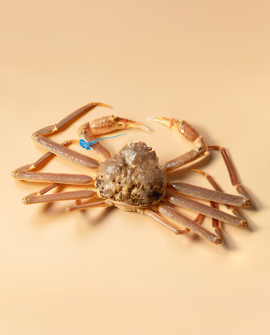 但馬産 活松葉がに（1本足落）