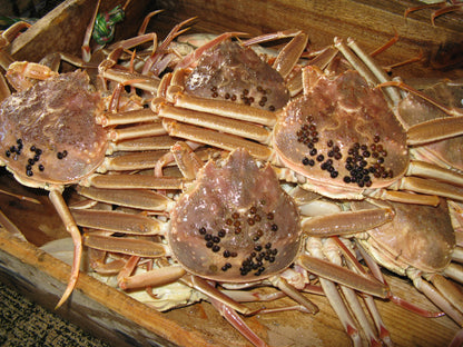 但馬産 活せこがに（足そろい）