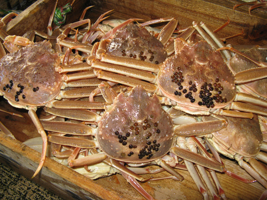 但馬産 活せこがに（足そろい）