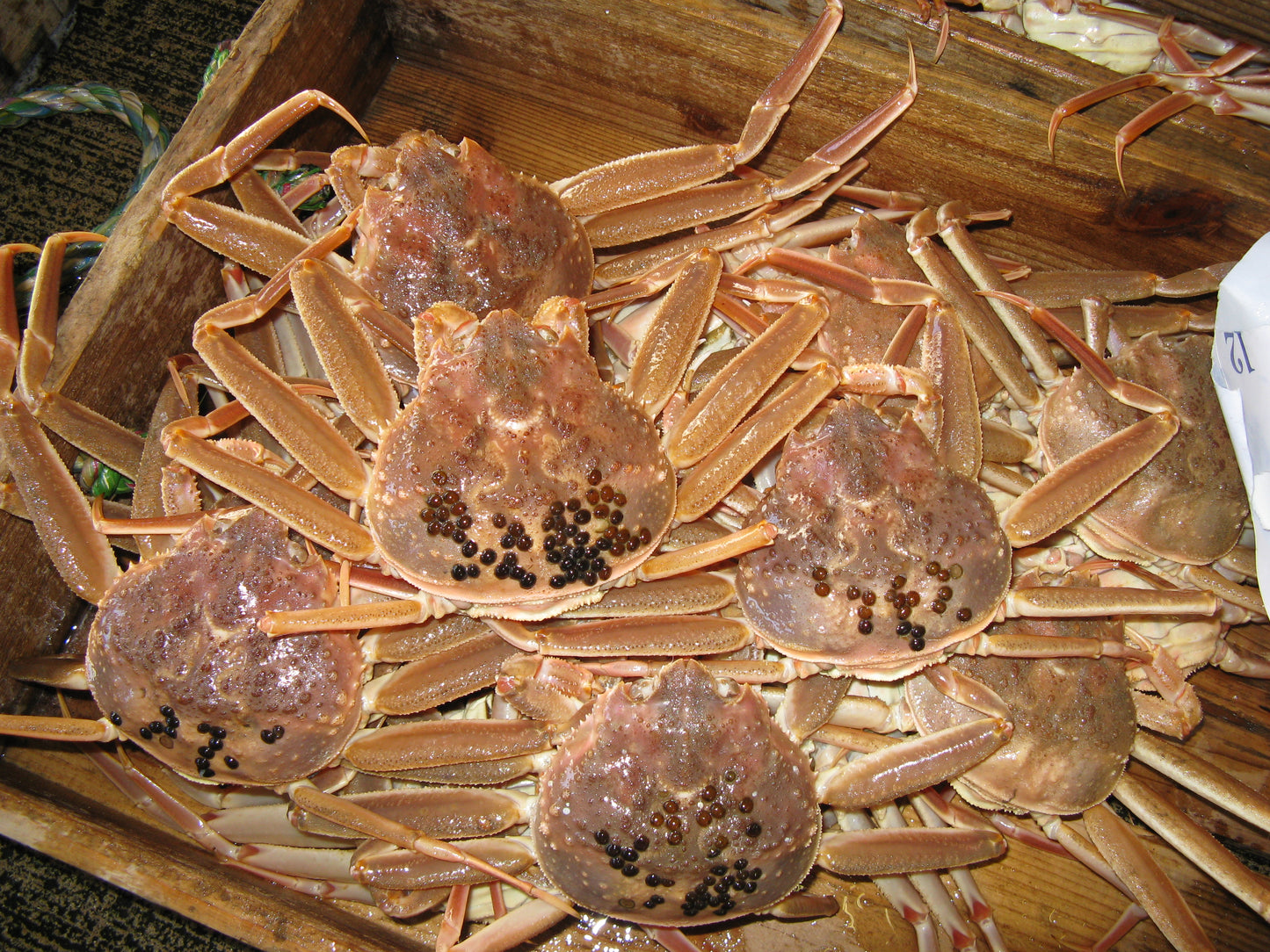 但馬産 活せこがに（足そろい）