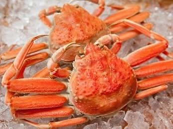 但馬産 ボイルせこがに（足そろい）