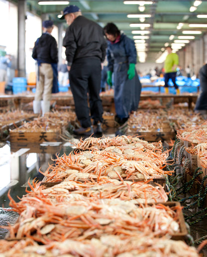 但馬産 活松葉がに（1本足落）