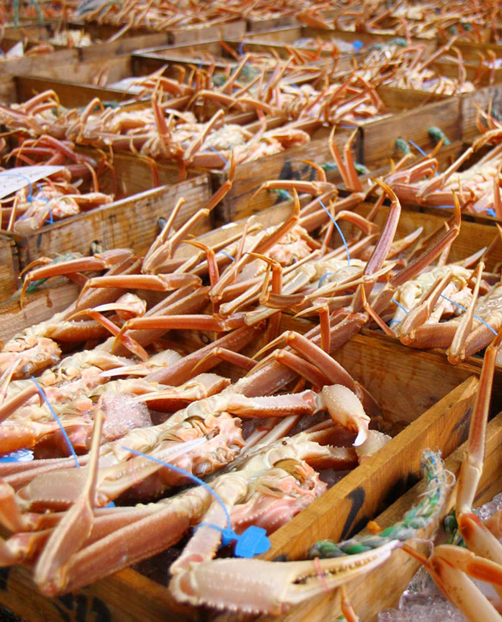 但馬産 活松葉がに（1本足落）